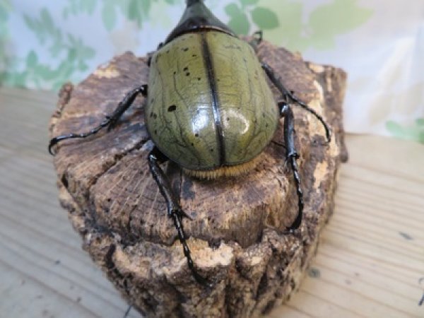 画像3: ☆新成虫☆D.H.ヘラクレス♂114ミリ♀61ミリペア販売！！ (3)