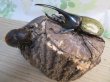 画像5: ☆新成虫☆D.H.ヘラクレス♂114ミリ♀61ミリペア販売！！ (5)
