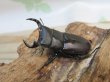 画像1: ☆新成虫☆スツラリスオオクワガタ♂43ミリ♀36ミリペア＋♀33ミリ計3頭トリオ販売！！ (1)