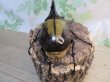 画像3: ☆新成虫☆D.H.ヘラクレス♂127ミリ♀63ミリペア販売！！ (3)