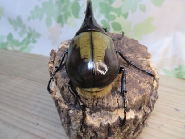 画像3: ☆新成虫☆D.H.ヘラクレス♂127ミリ♀63ミリペア販売！！ (3)
