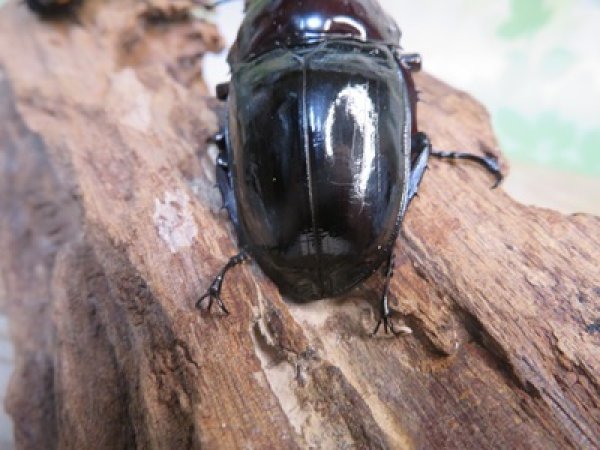 画像3: ☆人気種☆レギウスオオツヤクワガタ（赤レギ）♂66ミリ♀43ミリ新成虫ペア販売！！ (3)