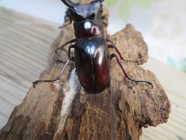 画像3: ☆新成虫☆ムラトゥス産！マンディブラリスフタマタクワガタ♂63ミリ♀42ミリペア＋♀40ミリ計3頭トリオ販売！！ (3)