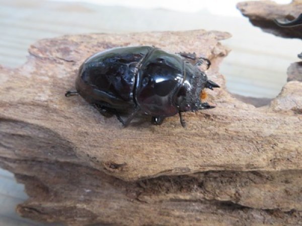 画像4: ☆人気種☆レギウスオオツヤクワガタ（赤レギ）♂66ミリ♀43ミリ新成虫ペア販売！！ (4)