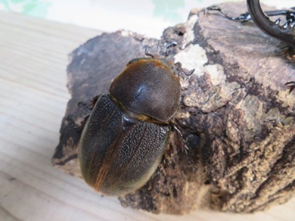 画像4: ☆新成虫☆D.H.ヘラクレス♂127ミリ♀63ミリペア販売！！ (4)