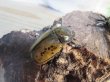画像4: ☆新成虫☆ティティウスシロカブト♂53ミリ♀47ミリペア販売！！ (4)