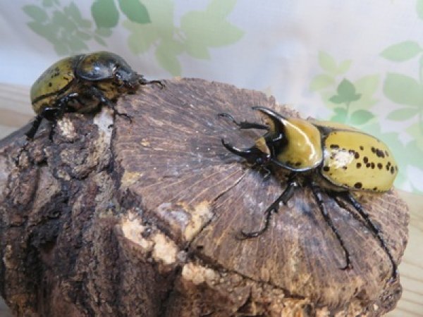 画像5: ☆新成虫☆ティティウスシロカブト♂53ミリ♀47ミリペア販売！！ (5)