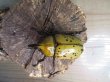 画像2: ☆新成虫☆ティティウスシロカブト♂53ミリ♀48ミリペア販売！！ (2)
