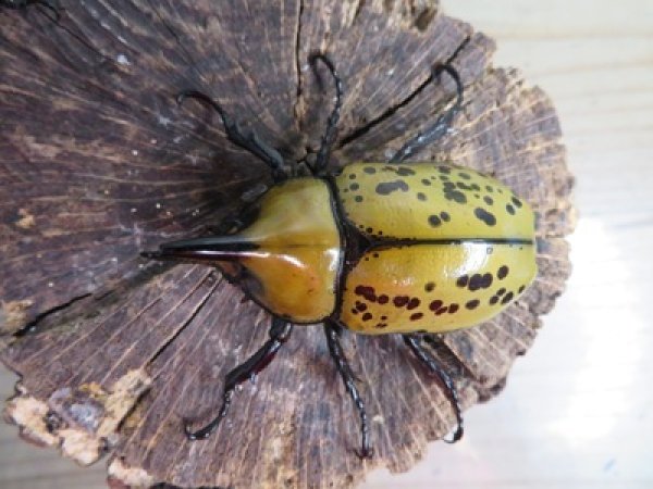画像2: ☆新成虫☆ティティウスシロカブト♂53ミリ♀47ミリペア販売！！ (2)