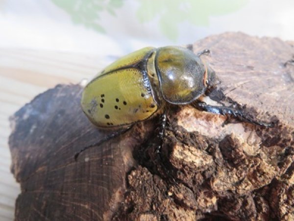 画像4: ☆新成虫☆ティティウスシロカブト♂53ミリ♀48ミリペア販売！！ (4)