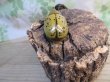 画像3: ☆新成虫☆ティティウスシロカブト♂53ミリ♀48ミリペア販売！！ (3)