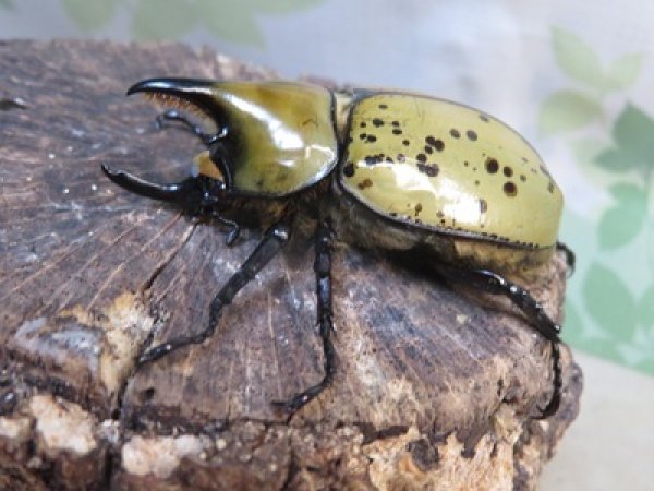 画像1: ☆新成虫☆ティティウスシロカブト♂53ミリ♀48ミリペア販売！！ (1)