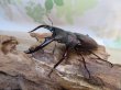 画像1: ☆新成虫☆ボーリンフタマタクワガタ（原名亜種）♂67ミリ♀40ミリ別血統ペア販売！！ (1)