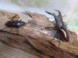 画像5: ☆新成虫☆ボーリンフタマタクワガタ（原名亜種）♂67ミリ♀40ミリ別血統ペア販売！！ (5)