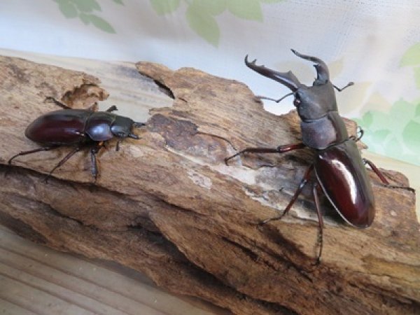 画像5: ☆新成虫☆ボーリンフタマタクワガタ（原名亜種）♂67ミリ♀40ミリ別血統ペア販売！！ (5)