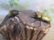画像5: ☆新成虫☆ティティウスシロカブト♂53ミリ♀48ミリペア販売！！ (5)