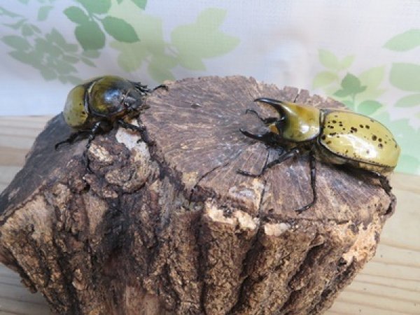 画像5: ☆新成虫☆ティティウスシロカブト♂53ミリ♀48ミリペア販売！！ (5)