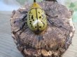 画像3: ☆新成虫☆ティティウスシロカブト♂53ミリ♀47ミリペア販売！！ (3)