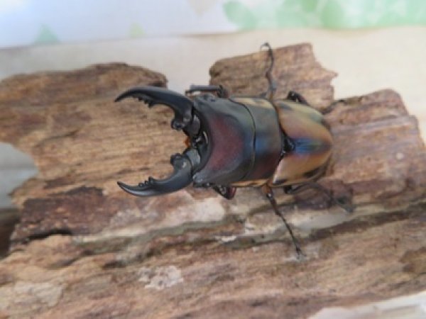 画像2: ☆人気種☆ファブリースノコギリクワガタ（亜種タカクワイ）♂53ミリ♀38ミリ新成虫ペア販売！！ (2)