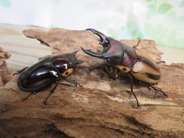 画像5: ☆人気種☆ファブリースノコギリクワガタ（亜種タカクワイ）♂53ミリ♀38ミリ新成虫ペア販売！！ (5)