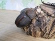 画像4: ☆新成虫☆D.H.オキシデンタリス♂123ミリ♀71ミリペア販売！！ (4)
