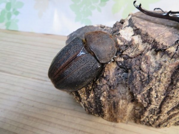 画像4: ☆新成虫☆D.H.オキシデンタリス♂123ミリ♀71ミリペア販売！！ (4)