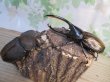 画像5: ☆新成虫☆D.H.オキシデンタリス♂123ミリ♀71ミリペア販売！！ (5)