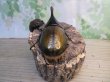 画像3: ☆新成虫☆D.H.オキシデンタリス♂123ミリ♀71ミリペア販売！！ (3)