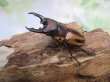 画像1: ☆人気種☆ファブリースノコギリクワガタ（亜種タカクワイ）♂53ミリ♀38ミリ新成虫ペア販売！！ (1)