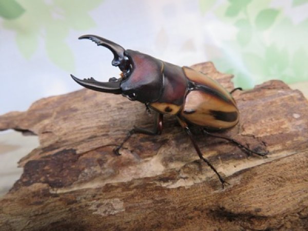 画像1: ☆人気種☆ファブリースノコギリクワガタ（亜種タカクワイ）♂53ミリ♀38ミリ新成虫ペア販売！！ (1)