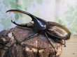 画像1: ☆新成虫☆D.H.オキシデンタリス♂123ミリ♀71ミリペア販売！！ (1)