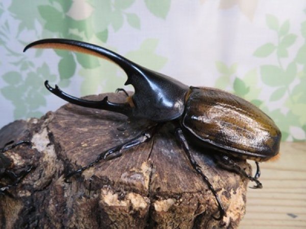 画像1: ☆新成虫☆D.H.オキシデンタリス♂123ミリ♀71ミリペア販売！！ (1)