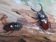画像5: チベット産☆WF4☆ドンキエールコクワガタ（赤ドンキ）♂57ミリ♀37ミリ新成虫ペア販売！！ (5)