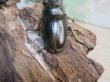 画像3: ☆美麗種☆ババオウゴンオニクワガタ♂53ミリ♀41ミリ新成虫ペア販売！！ (3)