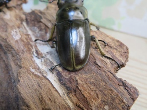 画像3: ☆美麗種☆ババオウゴンオニクワガタ♂53ミリ♀41ミリ新成虫ペア販売！！ (3)