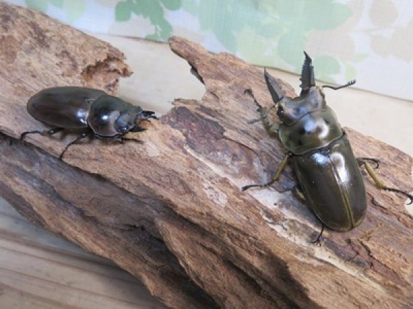 画像5: ☆美麗種☆ババオウゴンオニクワガタ♂53ミリ♀41ミリ新成虫ペア販売！！ (5)