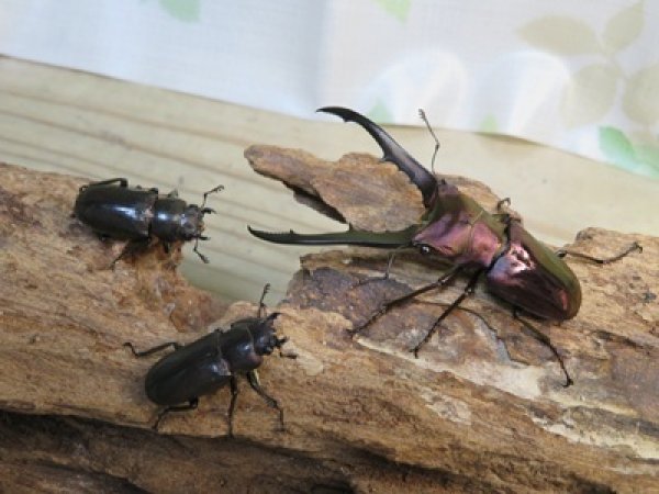 画像5: パープル血統☆ペレメタ☆メタリフェルホソアカクワガタ♂64♀フリー＋♀フリー計3頭の新成虫トリオ販売！！ (5)