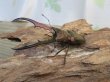 画像1: パープル血統☆ペレメタ☆メタリフェルホソアカクワガタ♂75♀フリー＋♀フリー計3頭の新成虫トリオ販売！！ (1)