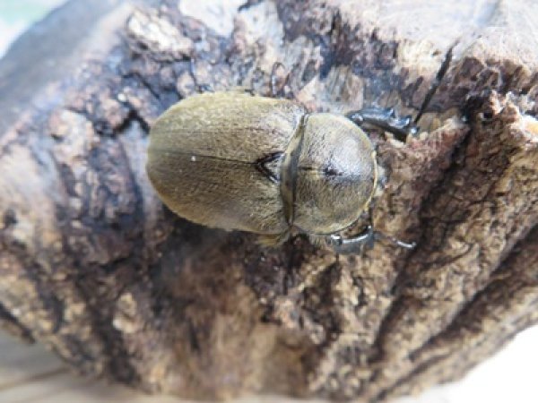 画像4: ☆新成虫☆ヨルゲンセンヒメゾウカブト（原名亜種）♂35ミリ♀35ミリペア販売！！ (4)