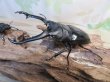 画像1: ☆新成虫☆ギラファノコギリクワガタ（亜種ニシカワイ）♂91ミリ♀45ミリペア販売！！ (1)