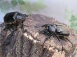 画像5: ☆新成虫☆テルシテスヒメゾウカブト♂48ミリ♀40ミリペア販売！！ (5)