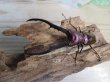 画像2: パープル血統☆ペレメタ☆メタリフェルホソアカクワガタ♂82ミリ♀24ミリ新成虫ペア販売！！ (2)