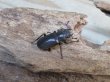 画像4: パープル血統☆ペレメタ☆メタリフェルホソアカクワガタ♂82ミリ♀24ミリ新成虫ペア販売！！ (4)