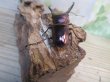 画像3: パープル血統☆ペレメタ☆メタリフェルホソアカクワガタ♂82ミリ♀24ミリ新成虫ペア販売！！ (3)