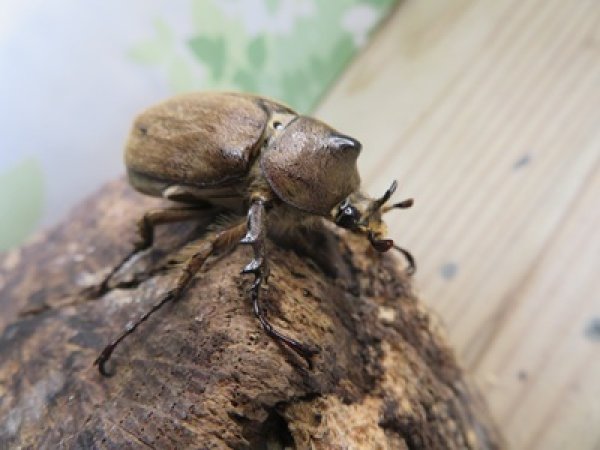 画像1: ☆新成虫☆ヨルゲンセンヒメゾウカブト（原名亜種）♂35ミリ♀35ミリペア販売！！ (1)