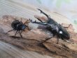 画像5: ☆新成虫☆ギラファノコギリクワガタ（亜種ニシカワイ）♂91ミリ♀45ミリペア販売！！ (5)