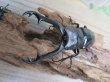 画像2: ☆新成虫☆ギラファノコギリクワガタ（亜種ニシカワイ）♂91ミリ♀45ミリペア販売！！ (2)