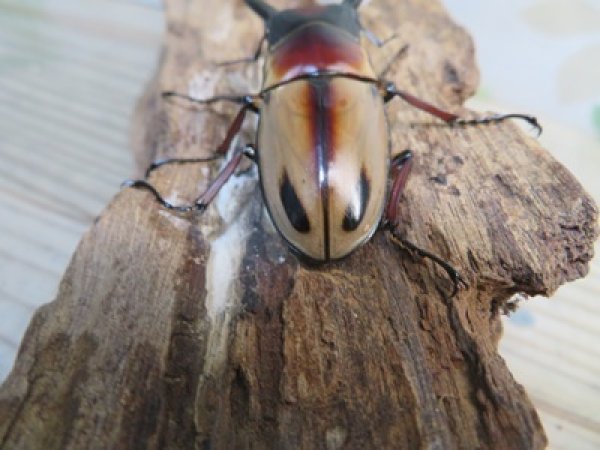 画像3: ☆新成虫☆ファブリースノコギリクワガタ（亜種タカクワイ）♂63ミリ♀36ミリペア販売！！ (3)