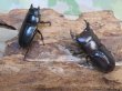 画像5: ドルクス最高峰☆WF4☆スキットオオクワガタ♂35.5ミリ♀28ミリ新成虫ペア販売！！ (5)