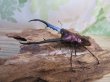 画像1: パープル血統☆ペレメタ☆メタリフェルホソアカクワガタ♂82ミリ♀24ミリ新成虫ペア販売！！ (1)